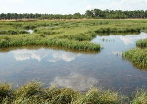 lagunas en Navas de Oro